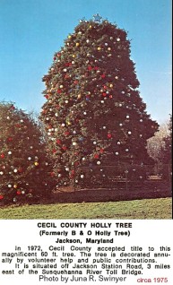 Holly tree picture